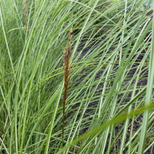 Miscanthus 'gracillimus' (Prachtriet)