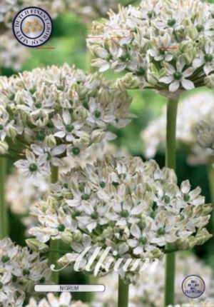 Alium Nigrum