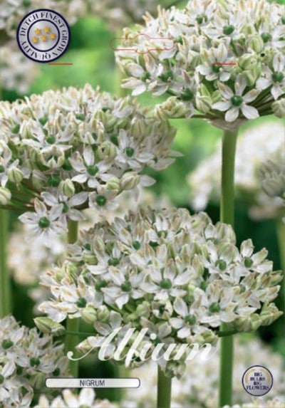 Alium Nigrum