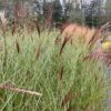 Siergras Miscanthus 'gracillimus' (Prachtriet) 2 liter pot