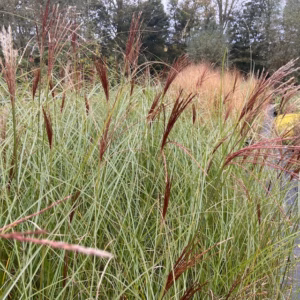 Siergras Miscanthus 'gracillimus' (Prachtriet) 2 liter pot