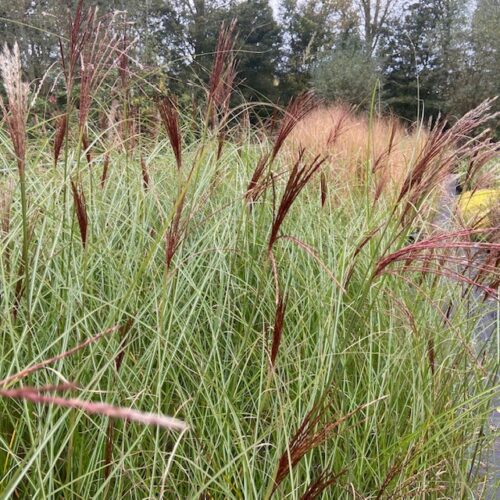 Siergras Miscanthus 'gracillimus' (Prachtriet) 2 liter pot