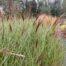 Siergras Miscanthus 'gracillimus' (Prachtriet) 2 liter pot