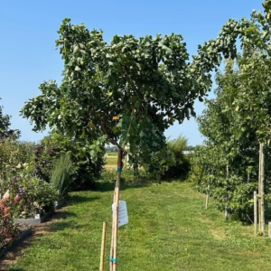 Robinia ps. 'Twisty Baby' (Acacia)