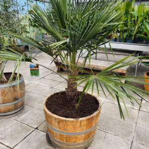 Half wijnvat 112 liter met Trachycarpus fortunei