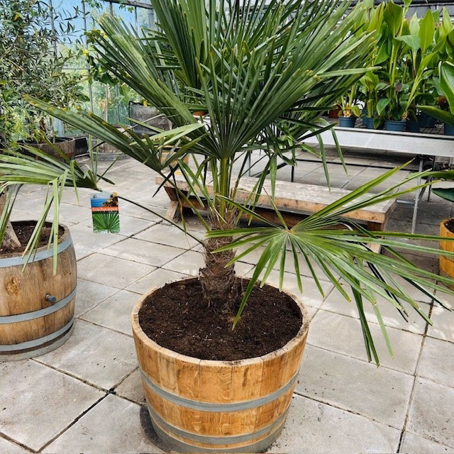 Half wijnvat 112 liter met Trachycarpus fortunei