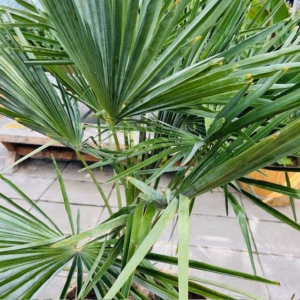 Half wijnvat 112 liter met Trachycarpus fortunei