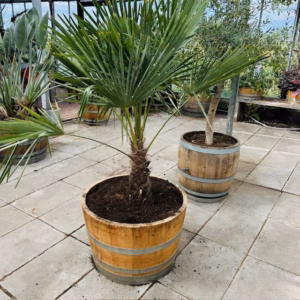 Half wijnvat 112 liter met Trachycarpus fortunei