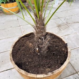 Half wijnvat 112 liter met Trachycarpus fortunei