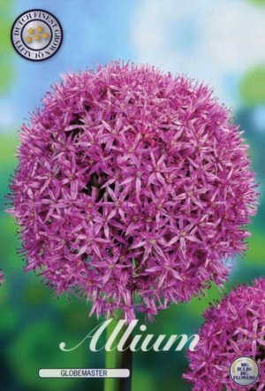 Allium Globemaster