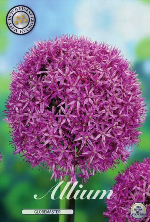 Allium Globemaster