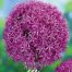Allium Globemaster