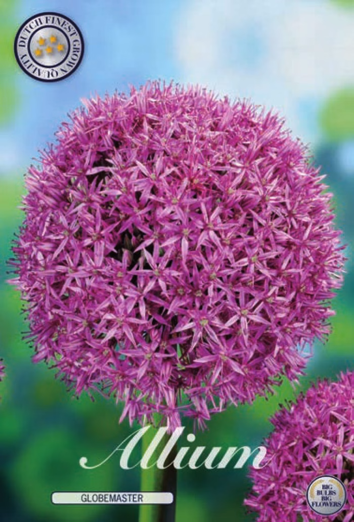 Allium Globemaster
