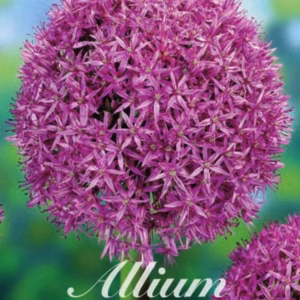Allium (Sierui)