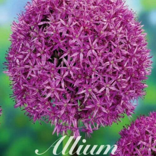 Allium (Sierui)