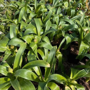 Allium Globemaster (Sierui)