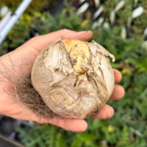 Allium Globemaster (Sierui)