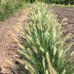 Pennisetum 'Hameln" (Lampenpoetsersgras)