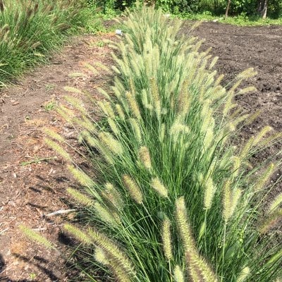 Pennisetum 'Hameln" (Lampenpoetsersgras)