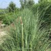Cortaderia seloana (Pampasgras)