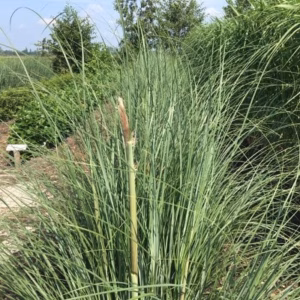 Cortaderia seloana (Pampasgras)
