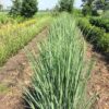 Panicum virgatum 'Northwind' (Vingergras), 2 liter pot - Afbeelding 7
