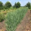 Panicum virgatum 'Northwind' (Vingergras)