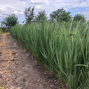 Panicum virgatum 'Northwind' (Vingergras)