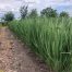 Panicum virgatum 'Northwind' (Vingergras)