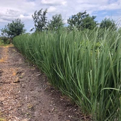 Panicum virgatum 'Northwind' (Vingergras)