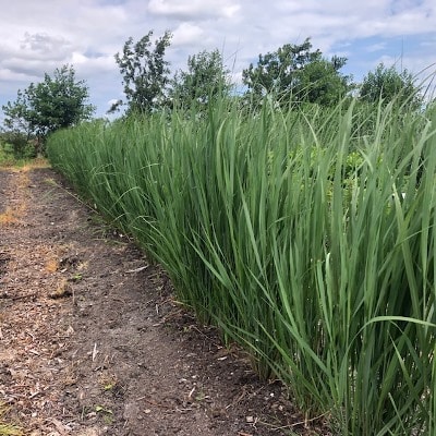 Panicum virgatum 'Northwind' (Vingergras)