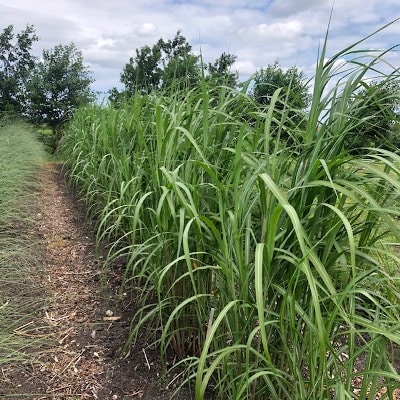 Miscanthus x giganteus (Olifantengras)