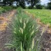 Pennisetum 'Hameln" (Lampenpoetsersgras)