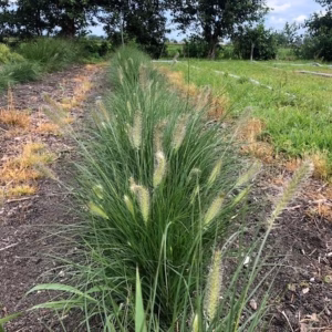 Pennisetum 'Hameln" (Lampenpoetsersgras)