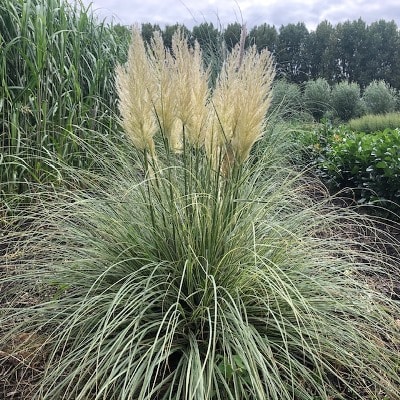 Cortaderia Silver star (Pampasgras)