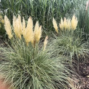 Cortaderia Silver star (Pampasgras)