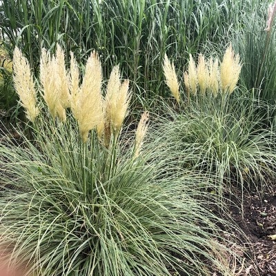 Cortaderia Silver star (Pampasgras)