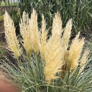 Cortaderia Silver star (Pampasgras)