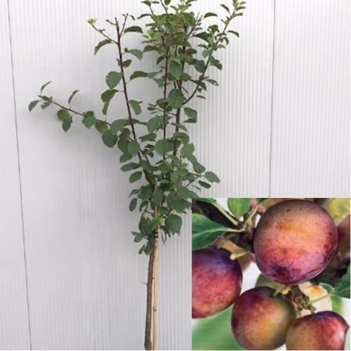 Pruimenboom laagstam'Opal'