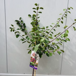 Pruimenboom 'Opal' laagstam