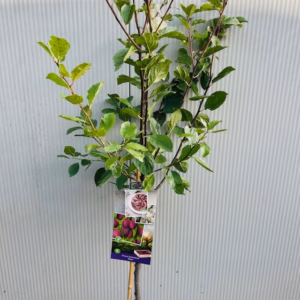 Pruimenboom 'Opal' laagstam