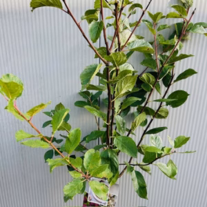 Pruimenboom 'Opal' laagstam