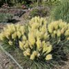 Cortaderia 'Tiny Pampa' (Pampasgras)