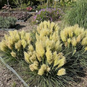 Cortaderia 'Tiny Pampa' (Pampasgras)