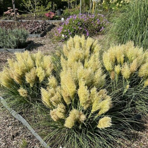 Cortaderia 'Tiny Pampa' (Pampasgras)