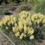 Cortaderia 'Tiny Pampa' (Pampasgras)