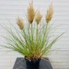 Cortaderia 'Tiny Pampa' (Pampasgras) 5 Liter pot