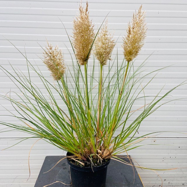 Cortaderia 'Tiny Pampa' (Pampasgras) 5 Liter pot