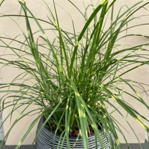Miscanthus sin. 'Strictus' Little Zebra