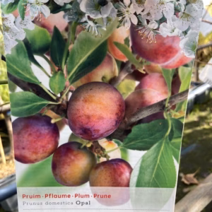 Pruimenboom 'Opal'